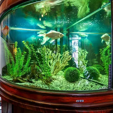 Voila * Констанца