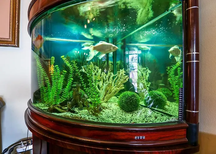 Voila * コンスタンツァ